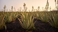 aloe vera cover